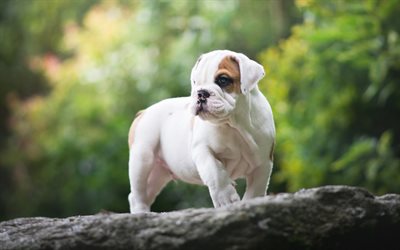 English bulldog, small white puppy, forest, pets, dogs, cute animals