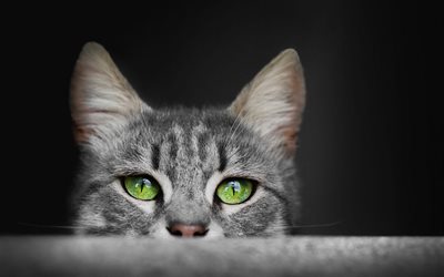 gray cat, green eyes, long ears, cute animals, American short-haired cat