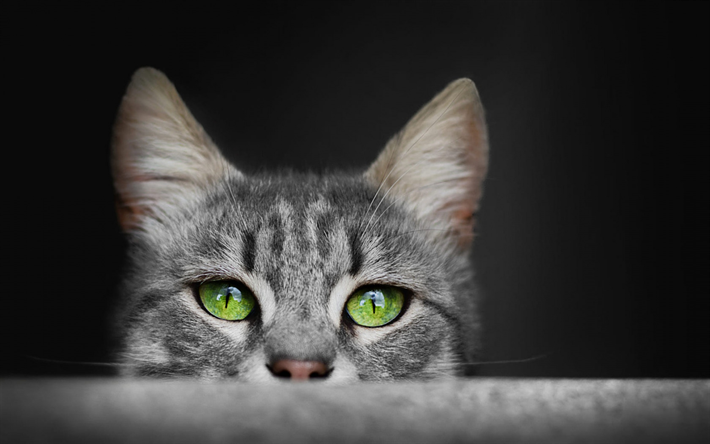 gatto grigio, verde, occhi, orecchie lunghe, simpatici animali, American gatto pelo corto