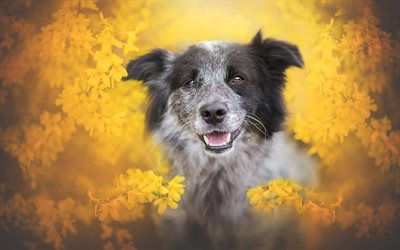Australian Shepherd, autumn, bokeh, cute Aussie, pets, dogs, Aussie, Australian Shepherd Dog, Aussie Dog