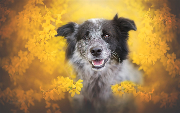 Australian Shepherd, autumn, bokeh, carino Aussie, pets, cani, Australiano, Australian Shepherd Dog, Cane Aussie