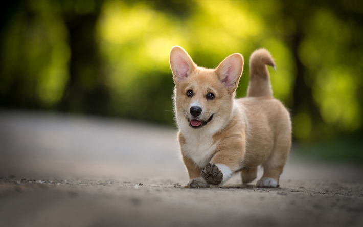 Welsh Corgi, little funny puppy, forest, road, cute animals, dogs
