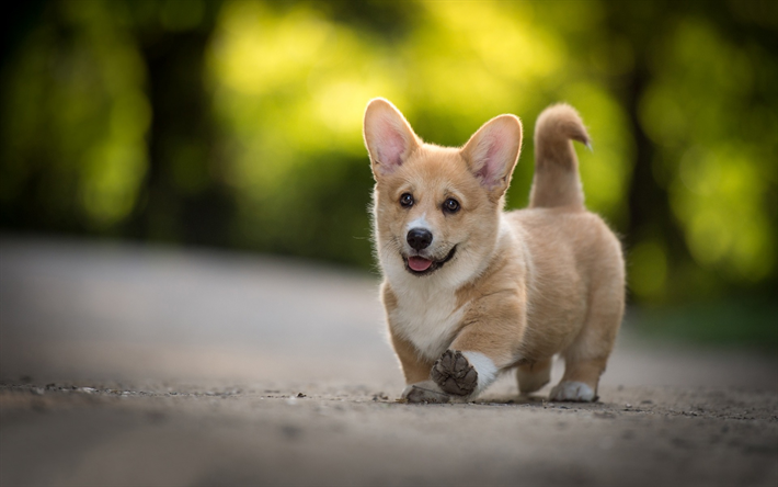 Welsh Corgi, un piccolo cucciolo divertente, foresta, strada, simpatici animali, cani in