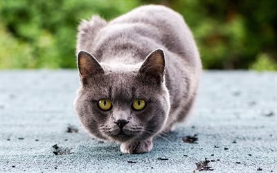British Shorthair, close-up, domestic cat, bokeh, gray cat, pets, cats, cute animals, British Shorthair Cat