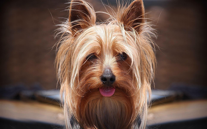 yorkshire-terrier, nahaufnahme, niedlich, hund, maulkorb, yorkie, flauschigen hund, hunde, niedliche tiere, haustiere, yorkshire terrier hund