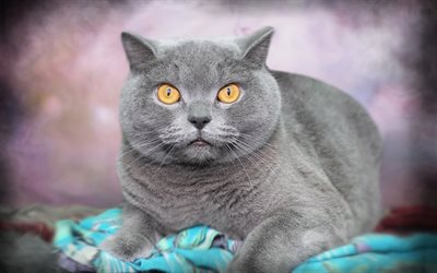British Shorthair Gray Cat, big eyes, pets, cats, portrait
