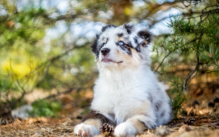 Australian Shepherd, white fluffy puppy, blue eyes, pets, forest, cute animals, Aussie