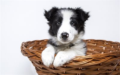 small fluffy puppy, border collie, black and white small dog, pets, cute animals, puppy, dogs