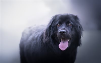 Newfoundland dog, bokeh, pets, cute dog, black newfoundland, dogs, cute animals, Newfoundland
