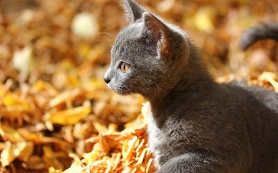 small gray kitten, autumn, yellow leaves, cute animals, cats, pets, British short-haired cat