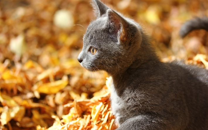 piccolo gattino grigio, autunno, foglie gialle, simpatici animali, gatti, animali domestici, British gatto pelo corto