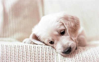 Golden retriever, curly puppy, labrador, cute little dog, beige dog