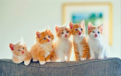 American Wirehair Cat, family, pets, kittens, cute animals, ginger cats, domestic cats, American Wirehair