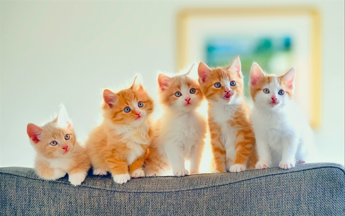 American Wirehair Gatto, famiglia, animali, cuccioli, zenzero gatti, gatti domestici, American Wirehair