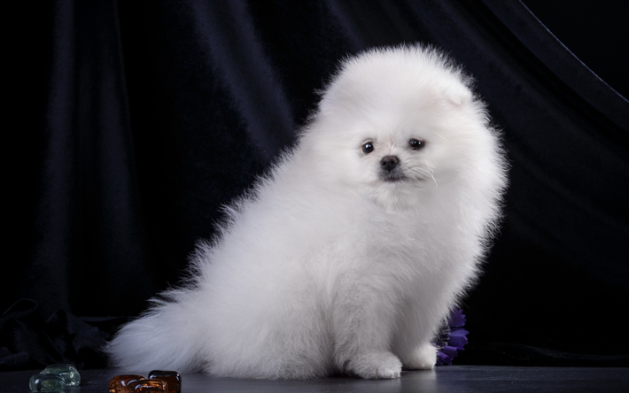 Pomeranian Spitz, white fluffy little dog, puppies, pets, furry puppies, dogs