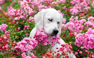 white labrador, small puppy, pink flowers, dogs, retriever