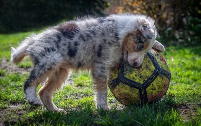 Australian Shepherd, tired puppy, soccer ball, cute soccer player, small dogs, pets, Aussie