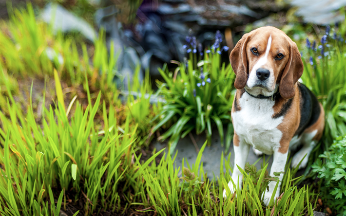 Beagle, gramado, c&#227;o bonito, grama verde, animais de estima&#231;&#227;o, cachorros, triste c&#227;o, animais fofos, C&#227;o