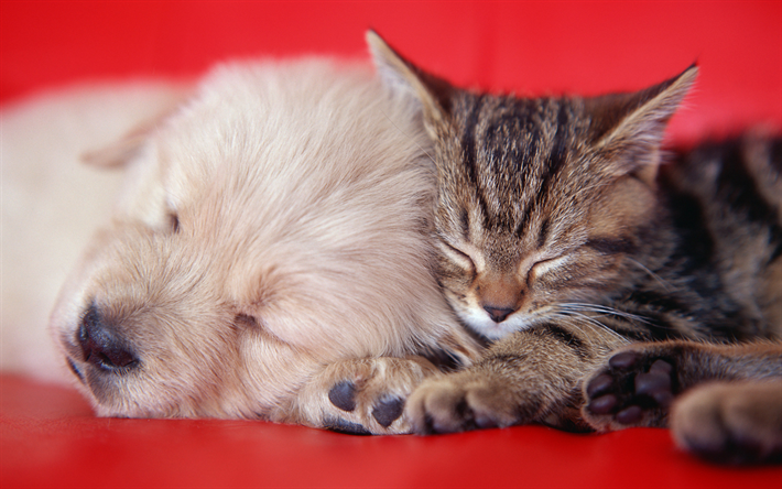 Golden retriever, American Bobtail, kitten and puppy, friends, cats, pets, Persian, labrador, friendship, American Bobtail Cat