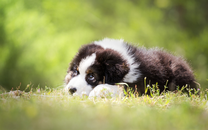 Sennenhund, black and white puppy, furry little dog, green grass, pets, cute animals, dogs, Swiss mountain dogs