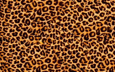 giraffe texture, close-up, giraffe skin texture, brown blots texture, macro, giraffe skin, giraffe background, zebra wool, giraffe leather background