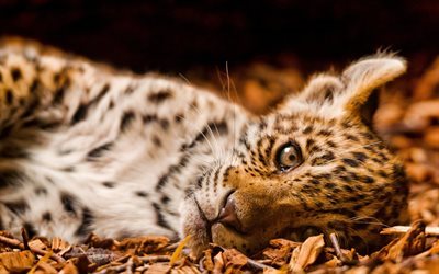 leopard, herbst, klein, raubtier, gelbe bl&#228;tter