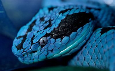 bl&#229; orm, vacker orm, snake eyes