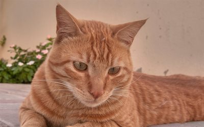 Arabian Mau Cat, Felis catus, 4k, pet, ginger cat, cute animals, cats
