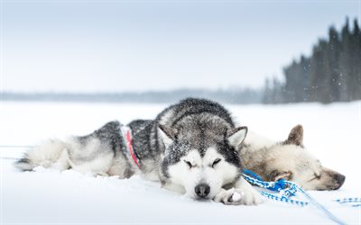 husky, chiens, l&#39;hiver, la neige, les animaux de compagnie, le Siberian husky