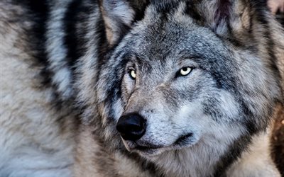 el lobo, el depredador, el invierno, la vida silvestre, animales peligrosos, los habitantes del bosque