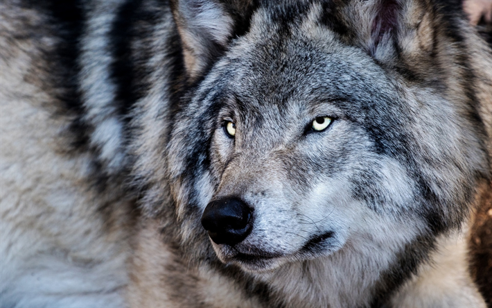 lobo, predador, inverno, a vida selvagem, animais perigosos, os habitantes da floresta