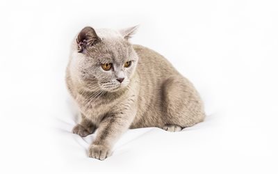 British Shorthair, beautiful gray cat, pets, short-haired cats, 4k, Felis catus
