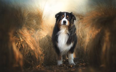 Boyeros suizos perro, grande fluffy, el perro, el oto&#241;o, campo, puesta del sol, el perro negro, mascotas, perros, Sennenhund