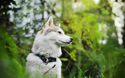 Perro Husky, bokeh, animales lindos, bosque, verano, mascotas, Husky Siberiano, perros Husky