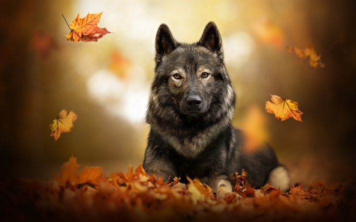 nero di pastore tedesco, autunno, foresta, foglie gialle, bellissimo cane nero