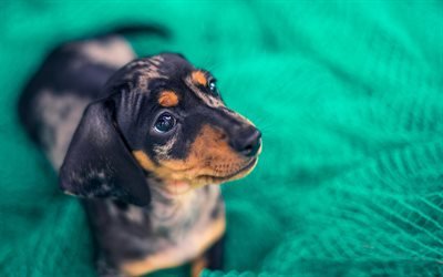 El Dachshund, triste perro, perros, close-up, de color gris teckel, cachorro, mascotas, animales lindos, Dachshund Perro
