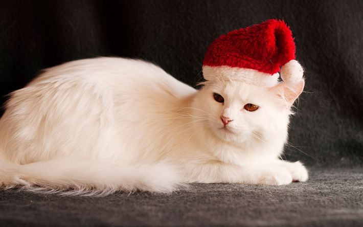 Turkish Angora, white Angora cat, Santa Claus hat, Christmas, white fluffy cat, cute animals, pets, cats