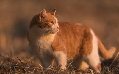 gato jengibre, puesta de sol, noche, British Shorthair, mascotas, animales lindos, gatos