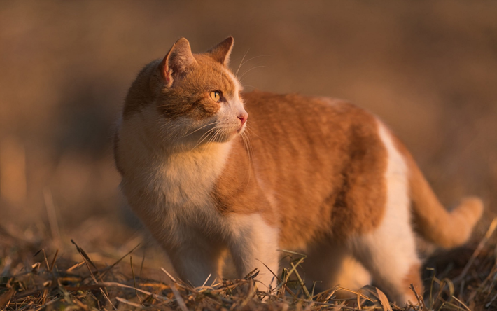 chat roux, coucher de soleil, le soir, le British Shorthair, les animaux de compagnie, des animaux mignons, des chats