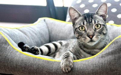 American Shorthair Cat, basket, close-up, domestic cats, gray cat, pets, cats, cute cat, American Shorthair
