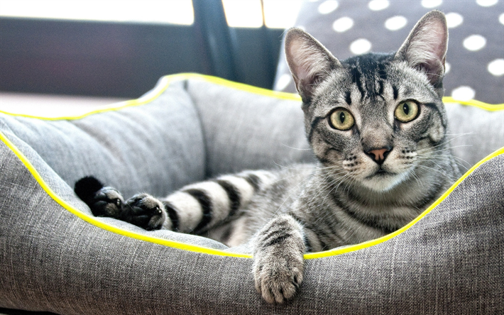 American Shorthair Gato, cesta de, close-up, os gatos dom&#233;sticos, gato cinzento, animais de estima&#231;&#227;o, gatos, gato bonito, American Shorthair