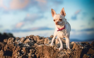 Chihuahua, white little dog, pets, decorative breeds of dogs, puppy, dogs