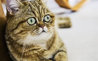 British Shorthair, funny cat, domestic cat, close-up, brown cat, pets, cats, cute animals, British Shorthair Cat
