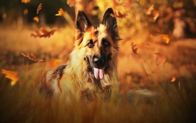 الراعي الألماني, الخريف, الحيوانات لطيف, الحيوانات الأليفة, الحديقة, خوخه, الكلاب, كلب الراعي الألماني