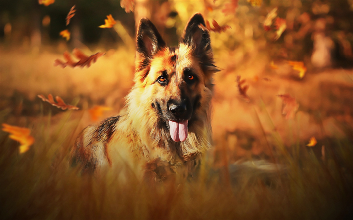 German Shepherd, autumn, cute animals, pets, lawn, bokeh, dogs, German Shepherd Dog