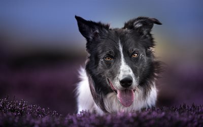 Border Collie, black dog, pets, purple flowers, beautiful black dog