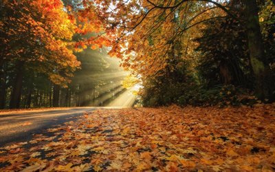 autumn landscape, park, yellow leaves, autumn, road, yellow trees, forest