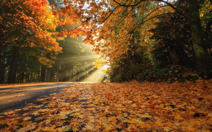 秋の景観, パーク, 黄色の紅葉, 秋, 道路, 黄色の木, 森林