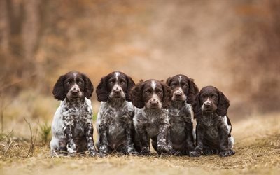 Kurzhaar, puppies, pets, dogs, German Shorthaired Pointer, cute animals, German Shorthaired Pointer Dog, Kurzhaar Dog