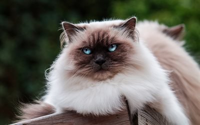 Siamese cat, fluffy beige cat, blue eyes, beautiful big cat, pets, cats